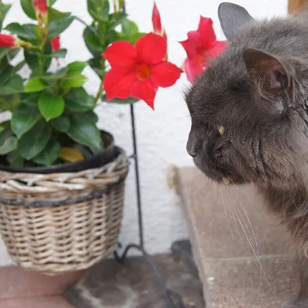 Διαμέρισμα Haus Reiterer