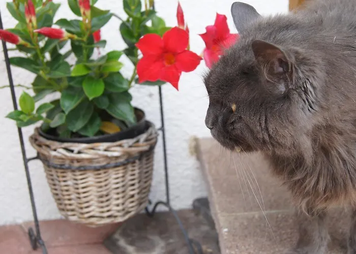 Apartmán Haus Reiterer